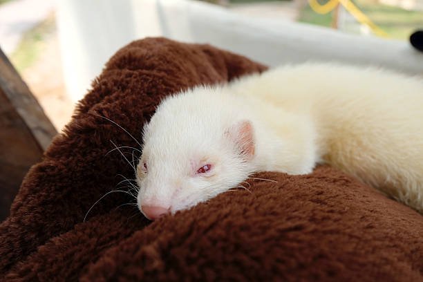 Albino Ferrets