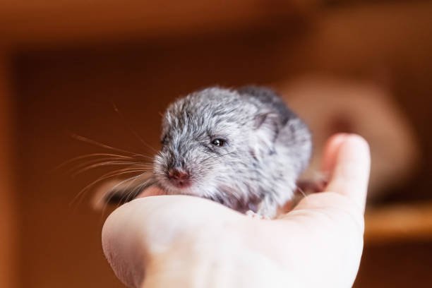 Chinchillas Kits