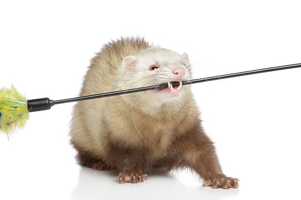 Ferret Play