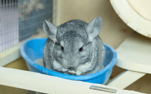 Chinchilla Dust Bath
