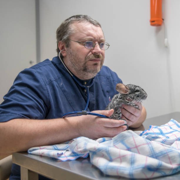 Chinchilla Vet