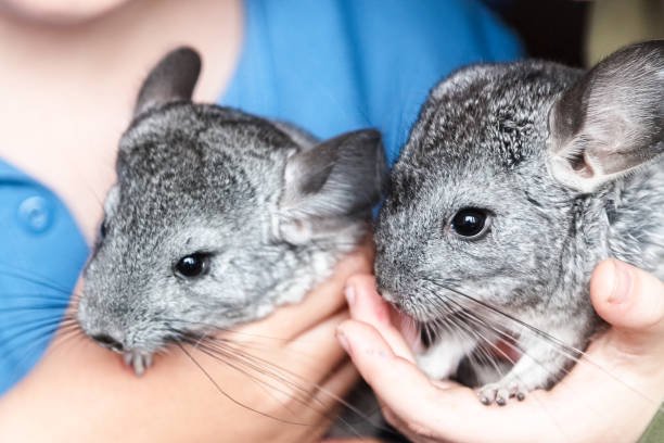 Chinchilla