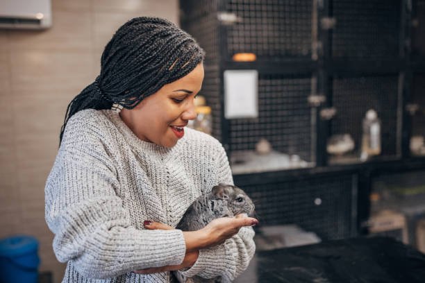 Chinchilla Adopt