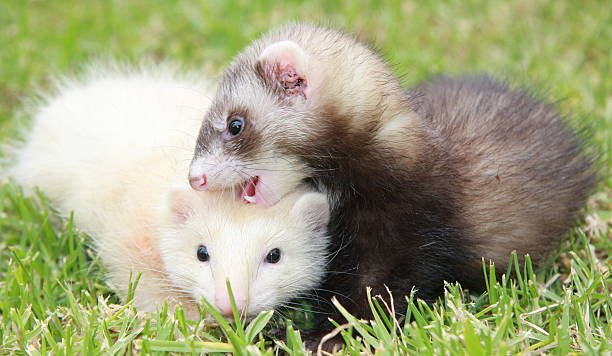 Dark-Eyed White Ferrets