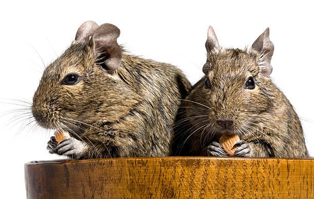 2 Degu