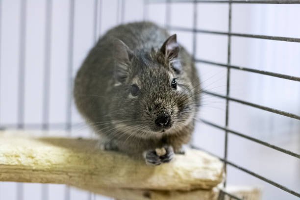 Degu Cage