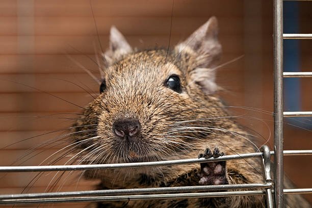 Degu cage