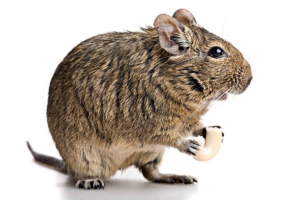 Degu