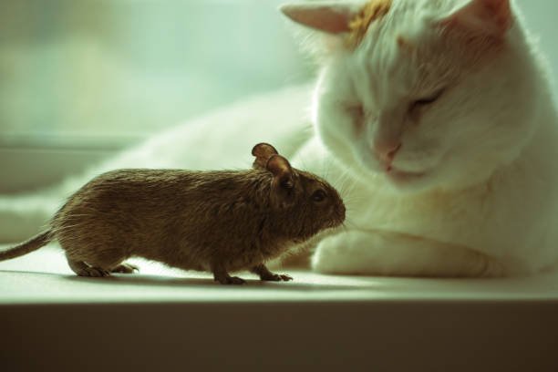Degu with cat