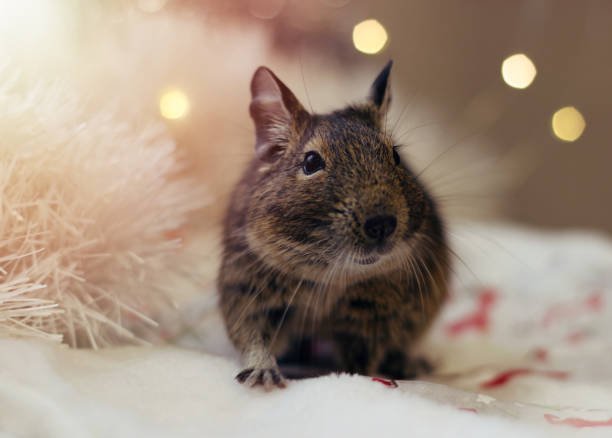 Degu Cute