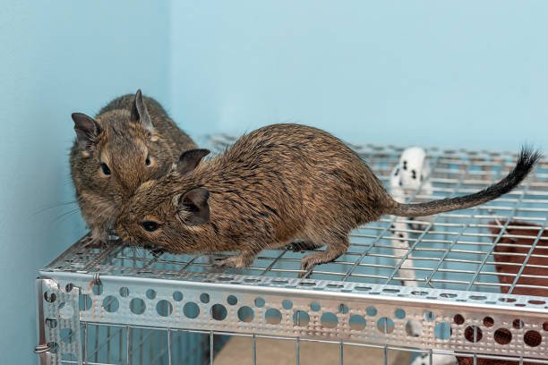 2 Degus