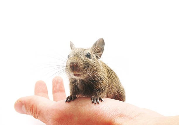 Degus in hand