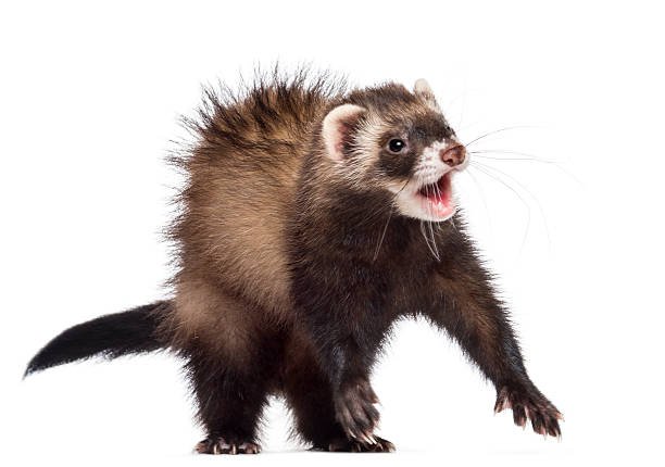 Ferret Frightened
