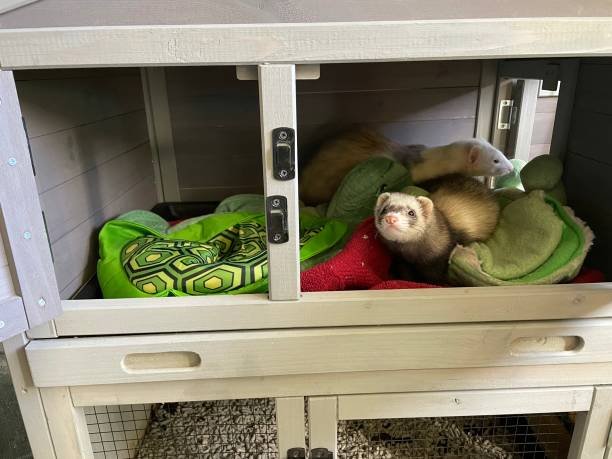 Ferret Home