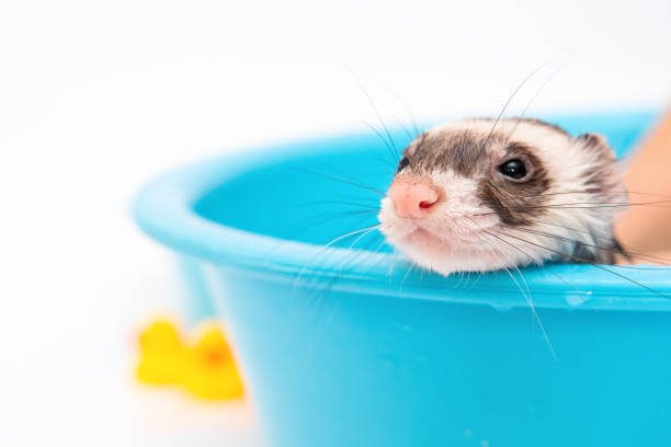 Ferret bath