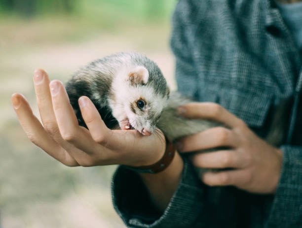 Ferret bonding