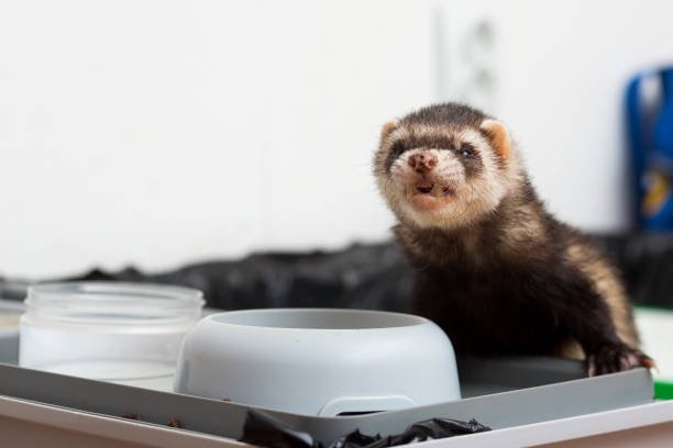 ferret diets