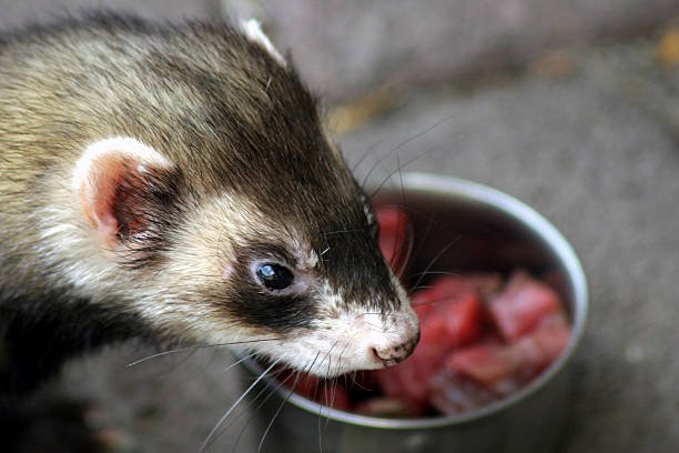 Ferret Food