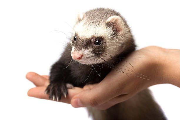 Ferret groom