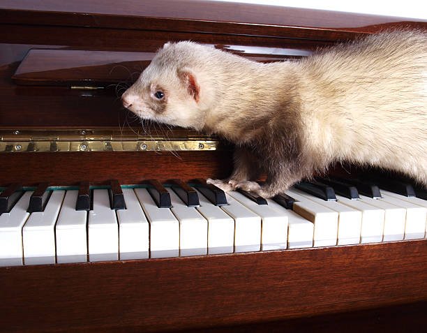 Ferret Piano