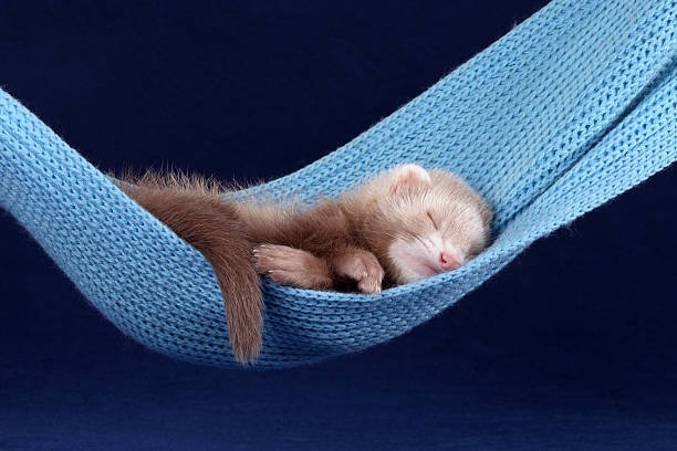 Ferret Sleep