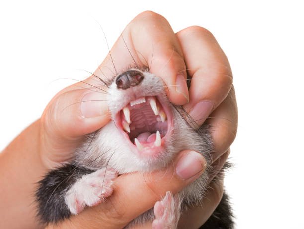 Ferret
