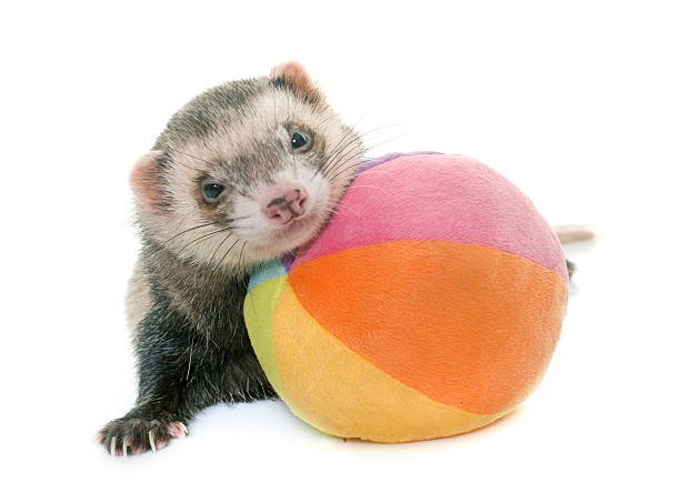 Ferret toys