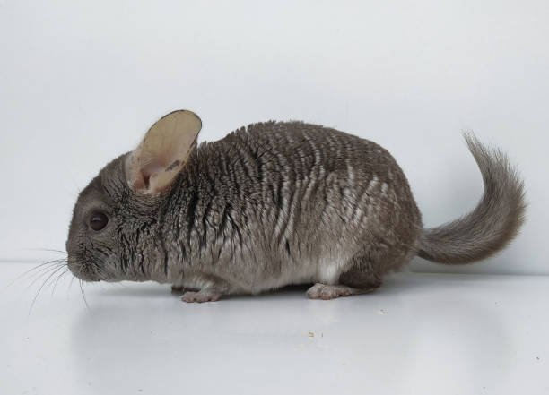 Chinchilla
