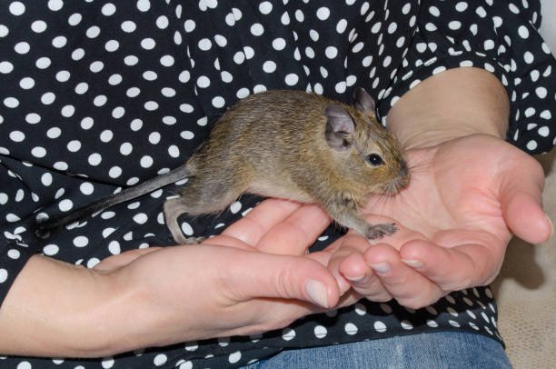 Degu