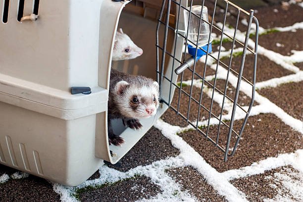 Ferret