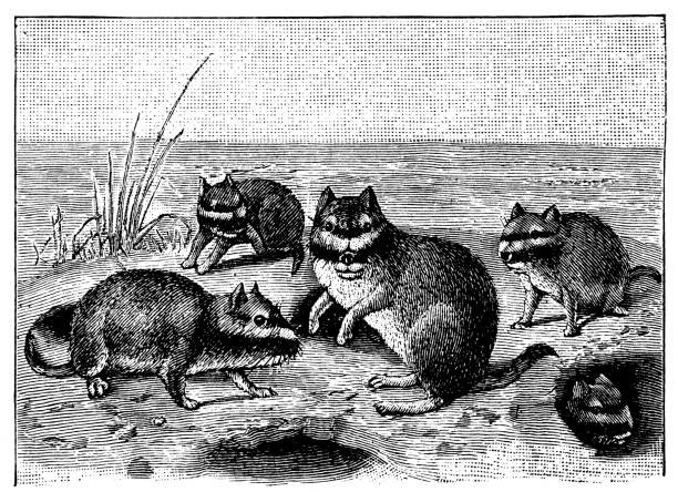Viscacha