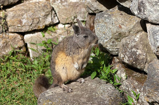Viscacha Herbivorous