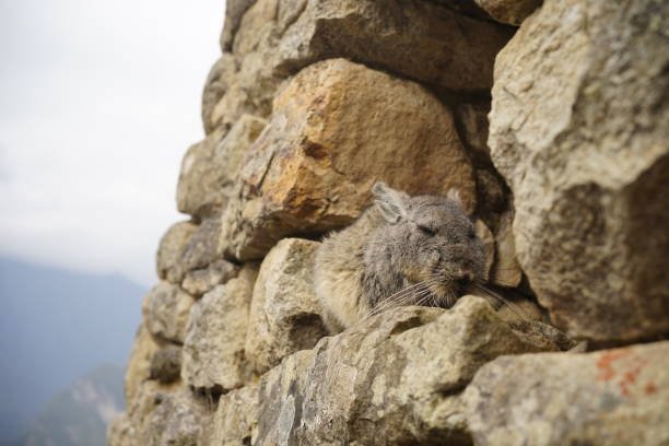 Viscachas High Altitude