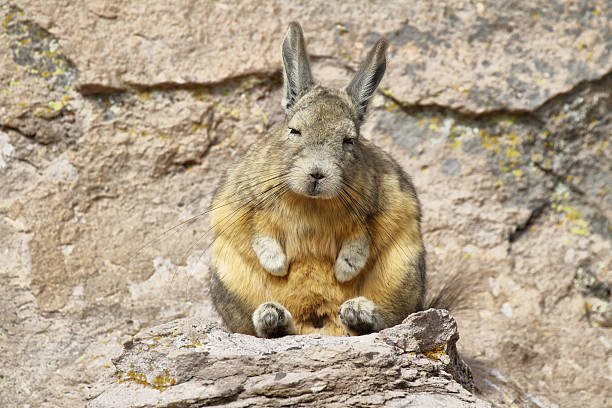 Viscacha-sit
