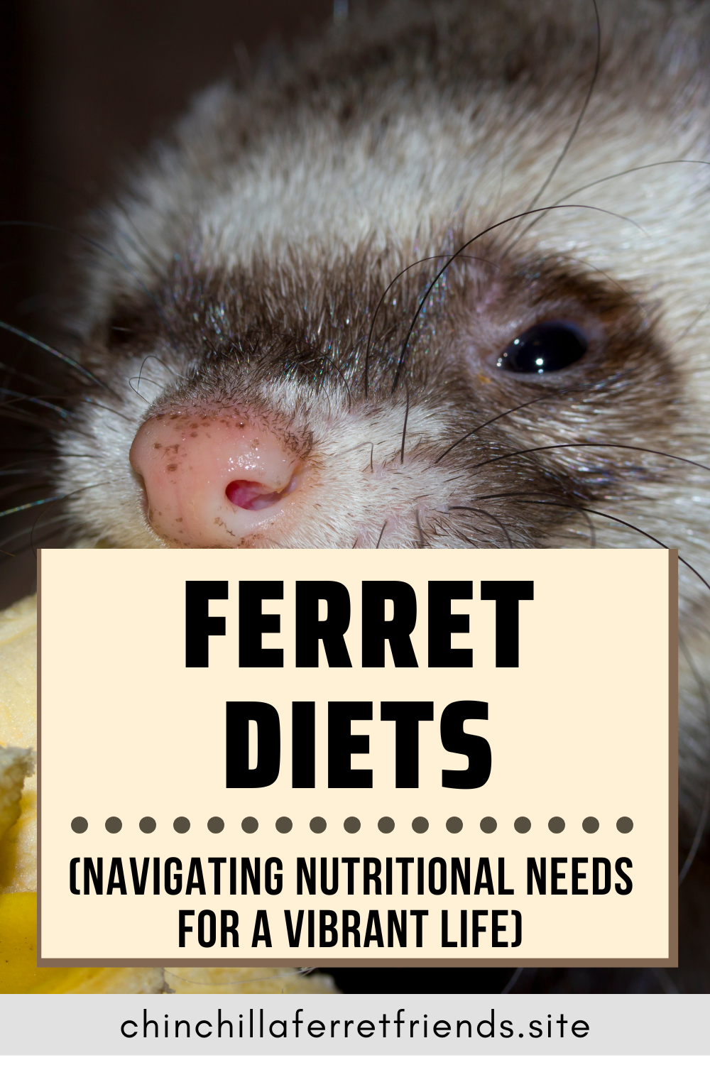 Ferret Diets