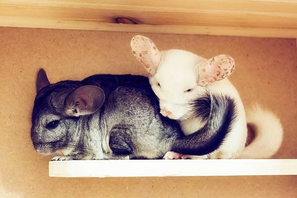 Two Chinchilla