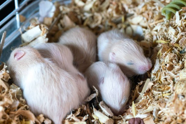 Chinchilla Breeding
