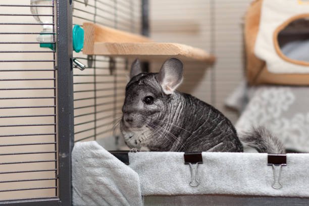 Chinchilla cage