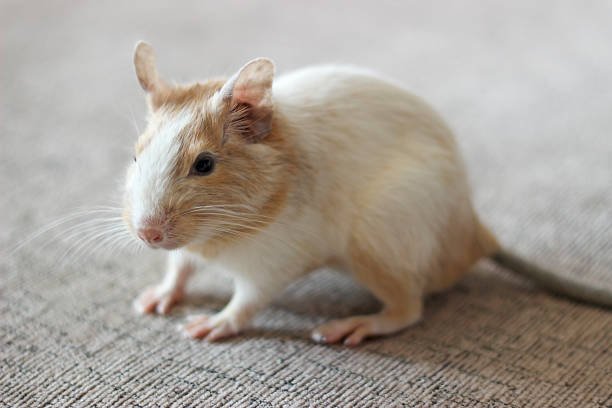 Degu