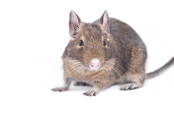 degu