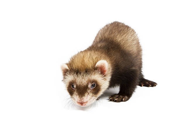 Ferret