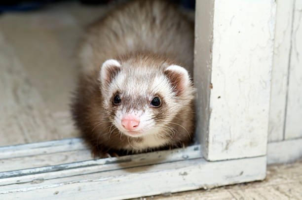 Sable Ferrets