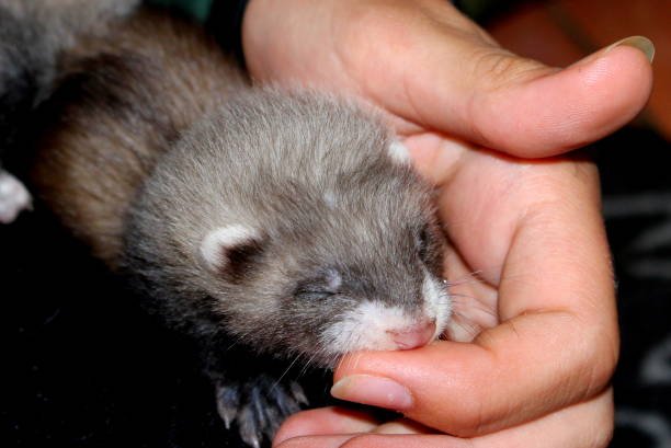Ferret adopt
