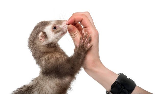 Ferret senses