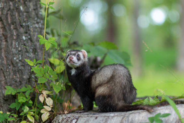Ferret