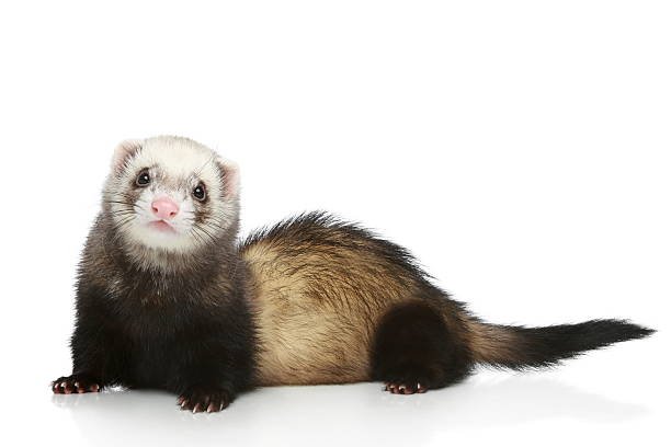 Ferret Sitting