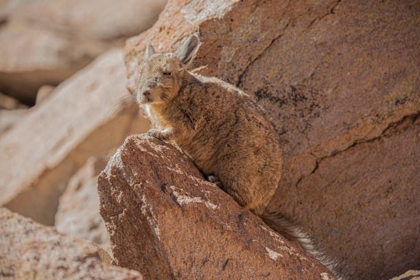 Viscacha