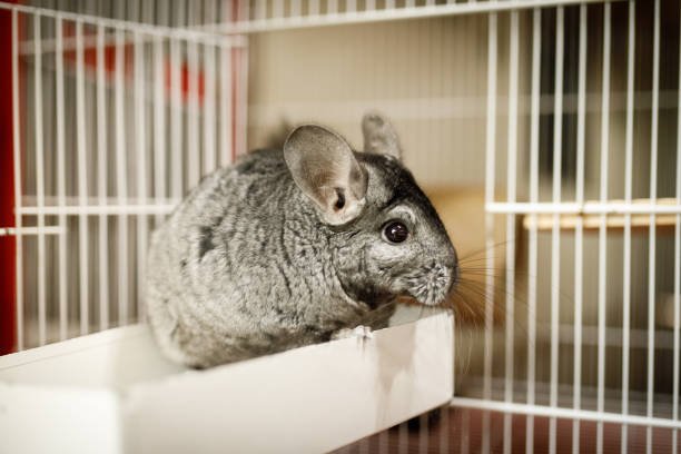 Chinchilla cage