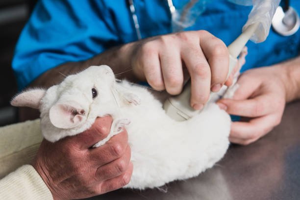 chinchilla at the vet