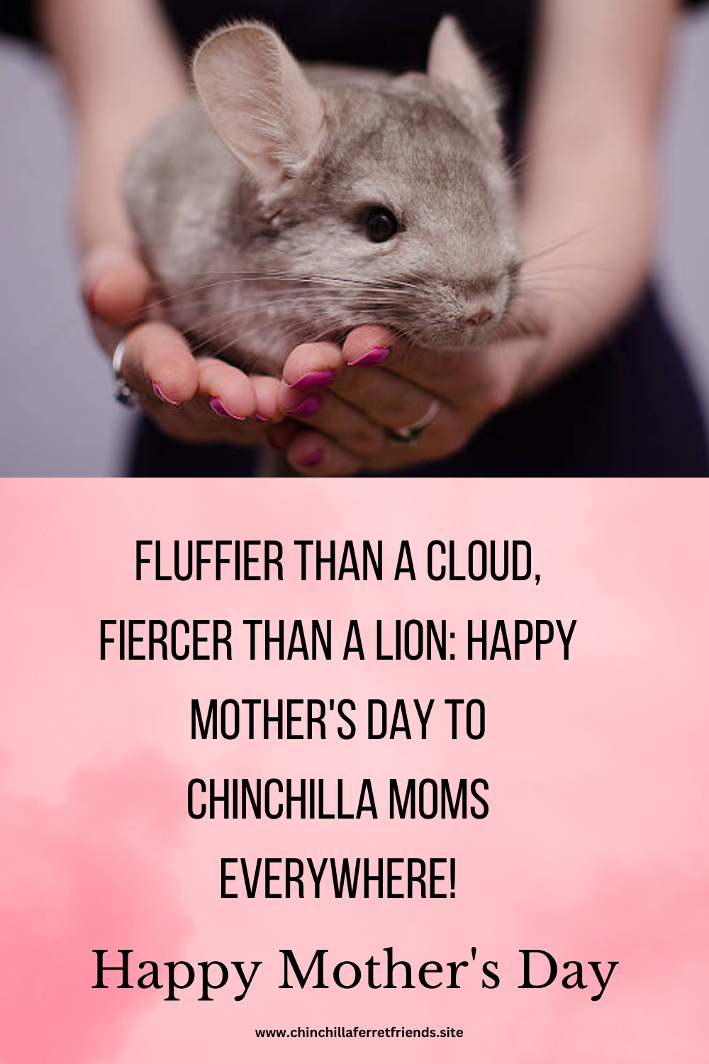 Chinchilla Moms this Mother's Day